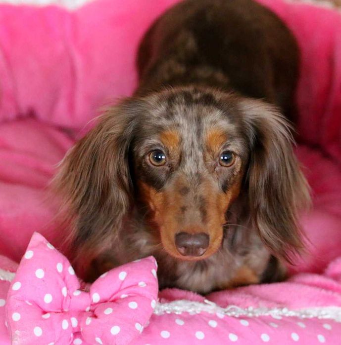 Jamnik Króliczy Długowłosy - CZEKOLADOWY gotowy do zmiany domku - ZKwP