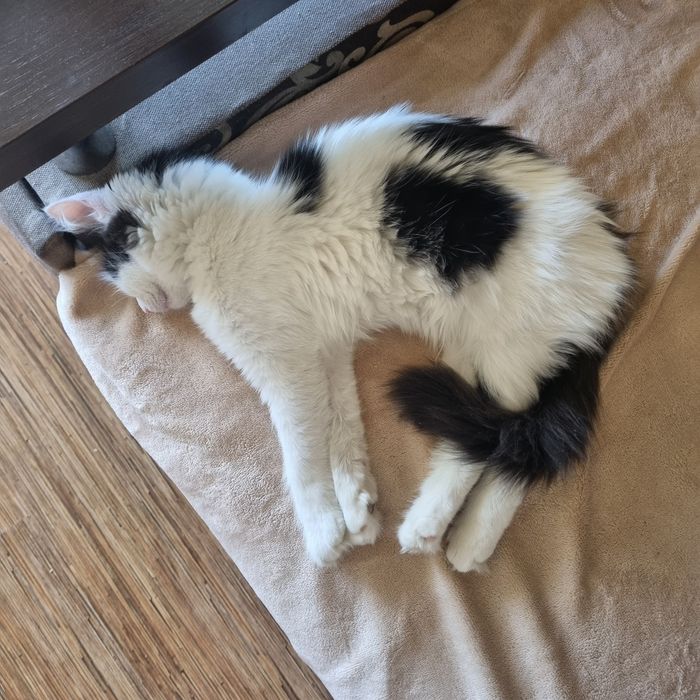 Котенок девоч стерил