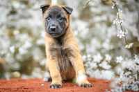 Owczarek Belgijski Malinois Pies FCI