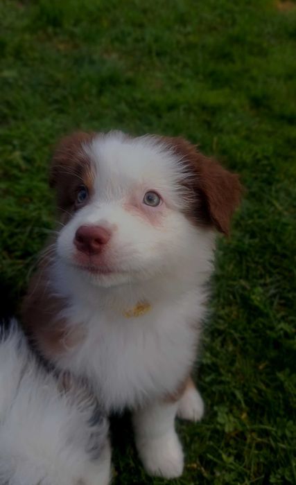 Owczarek australijski piesek red tri, długi ogon gotowy do zmiany domu