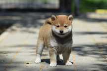 Shiba suczka z rodowodem ZKwP FCI po Championach