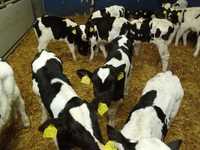 Jałówki  mleczne Hf,RW na krowę, Byczki Jałówki Mięsne transport,