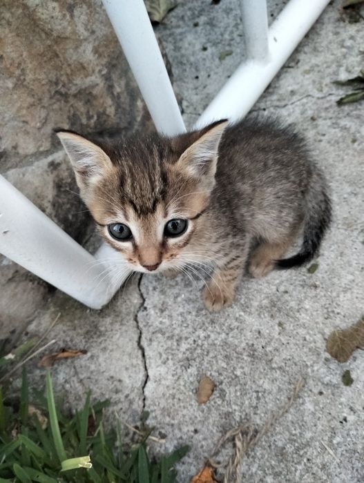 Oito gatinhos adoráveis! (machos e fêmeas)