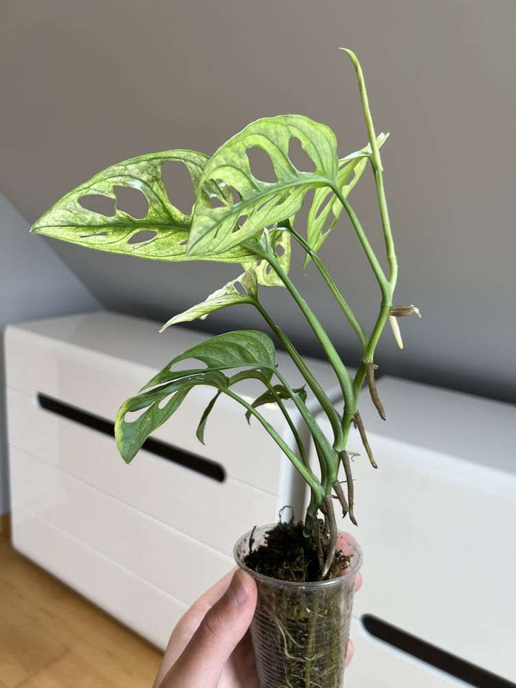 Monstera adansonii Variegata