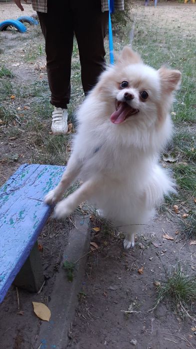 Чудовий хлопчик шпіца