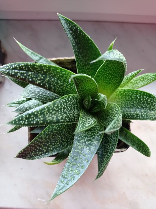 Sukulenty, ukorzenione