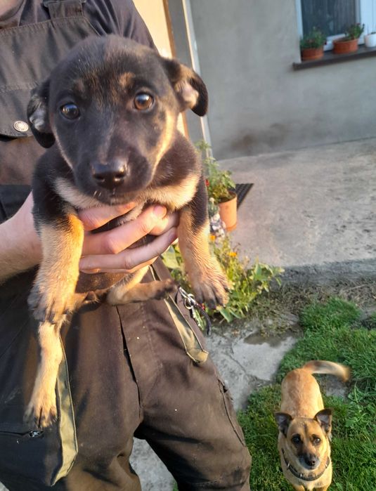 Suczki kundelki małe