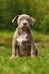 American Bully XL Okazja!
