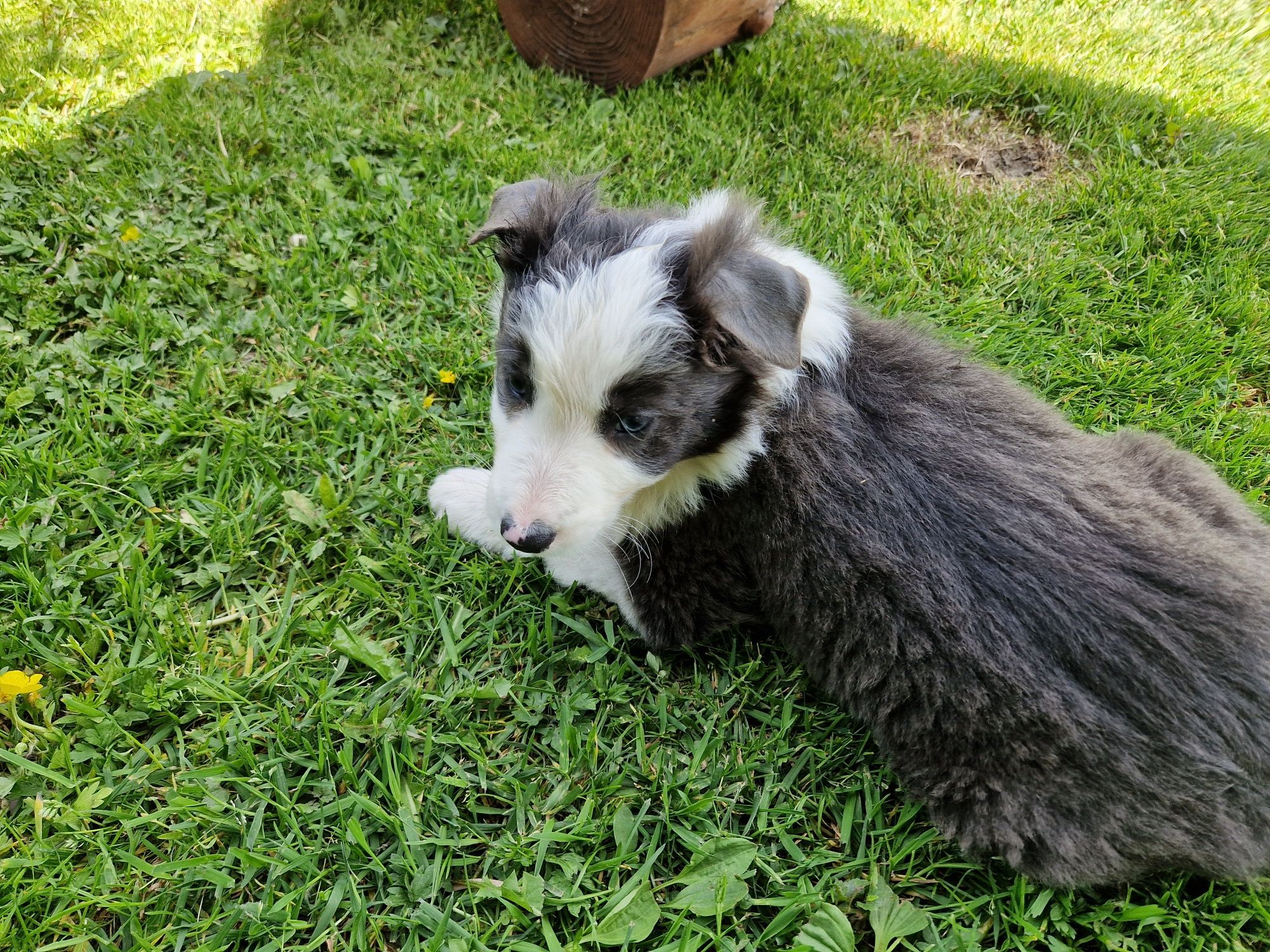 Piesek border collie