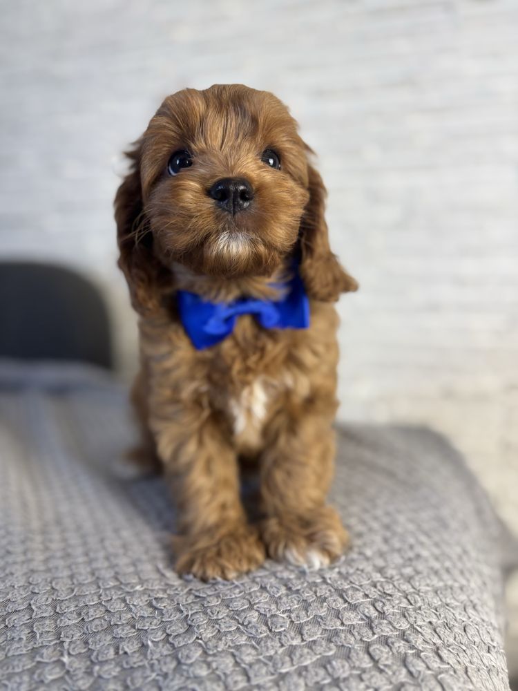 Cavapoo gotowe do odbioru
