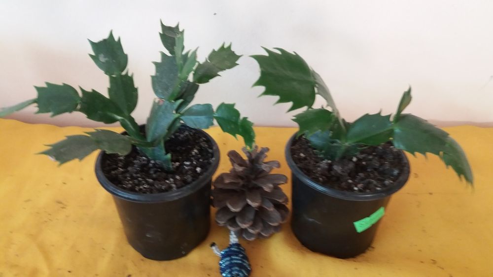 Шлюмбергера Рождественник Кактус