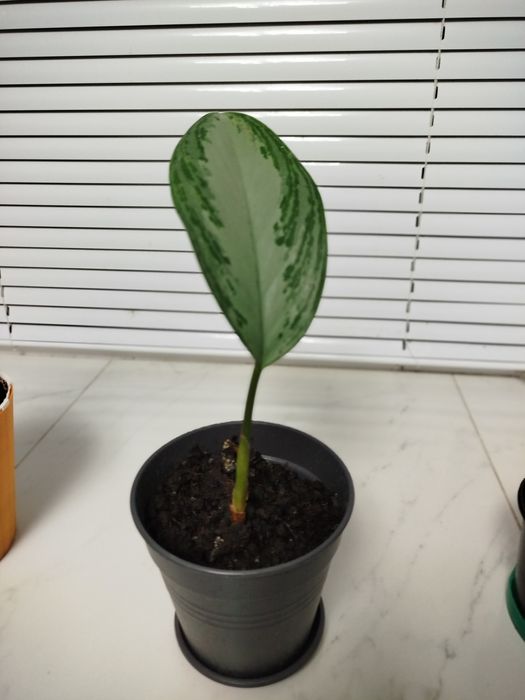 Аглаонема, педілантус