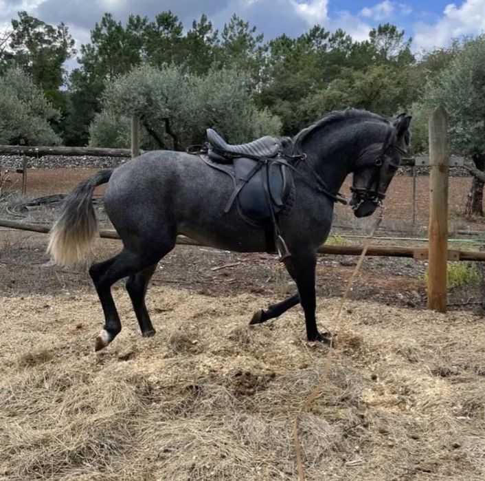 Cavalo novo com 5 anos
