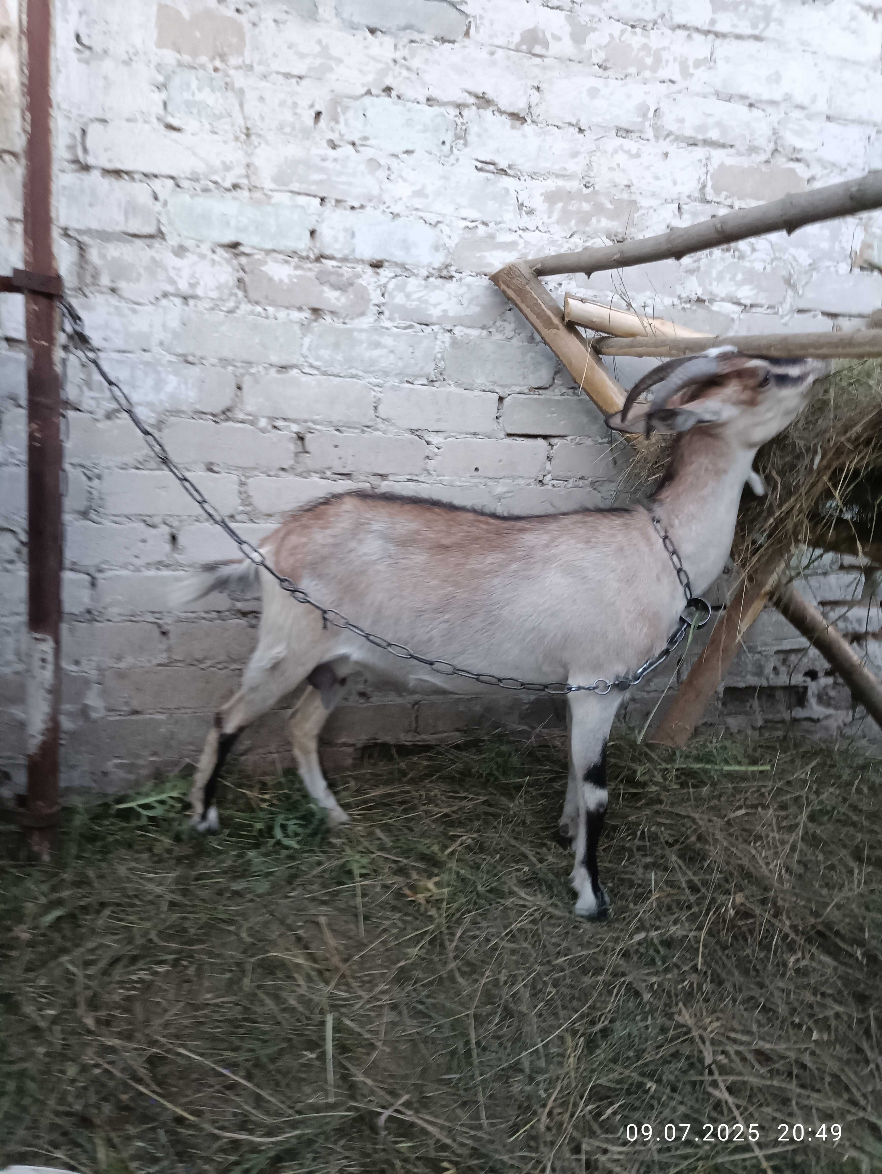 Продам добру козочку