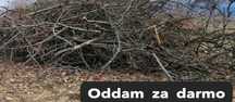 Oddam drewno na opał za darmo w zamian
za wywiezienie z dzialki
