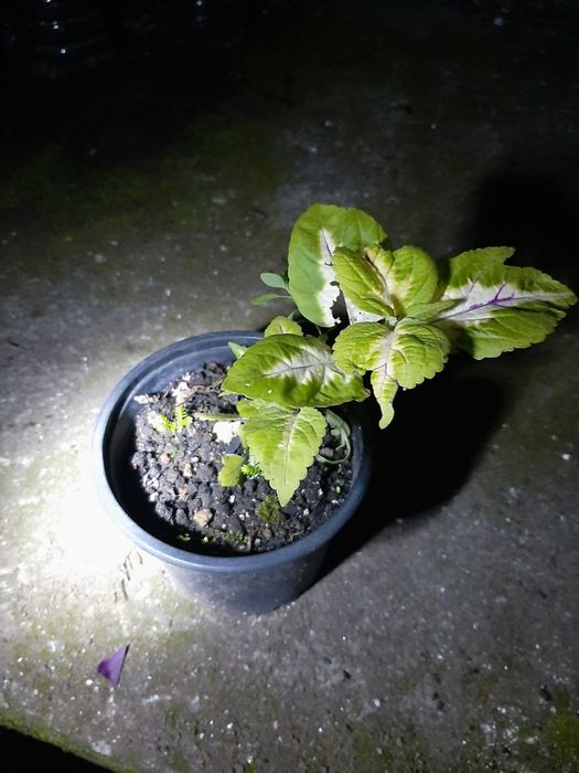 Planta planta ornamental