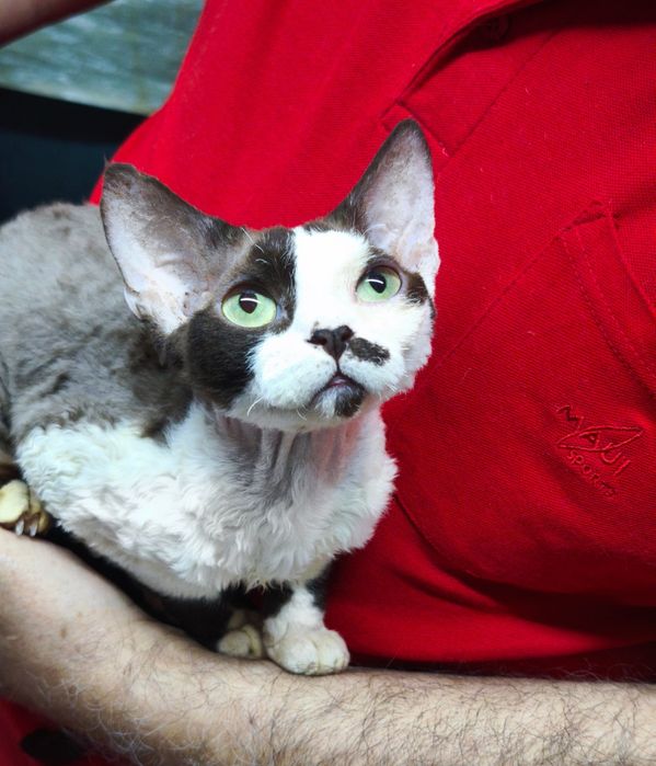 Хлопчик кастрованнний 6місяців.