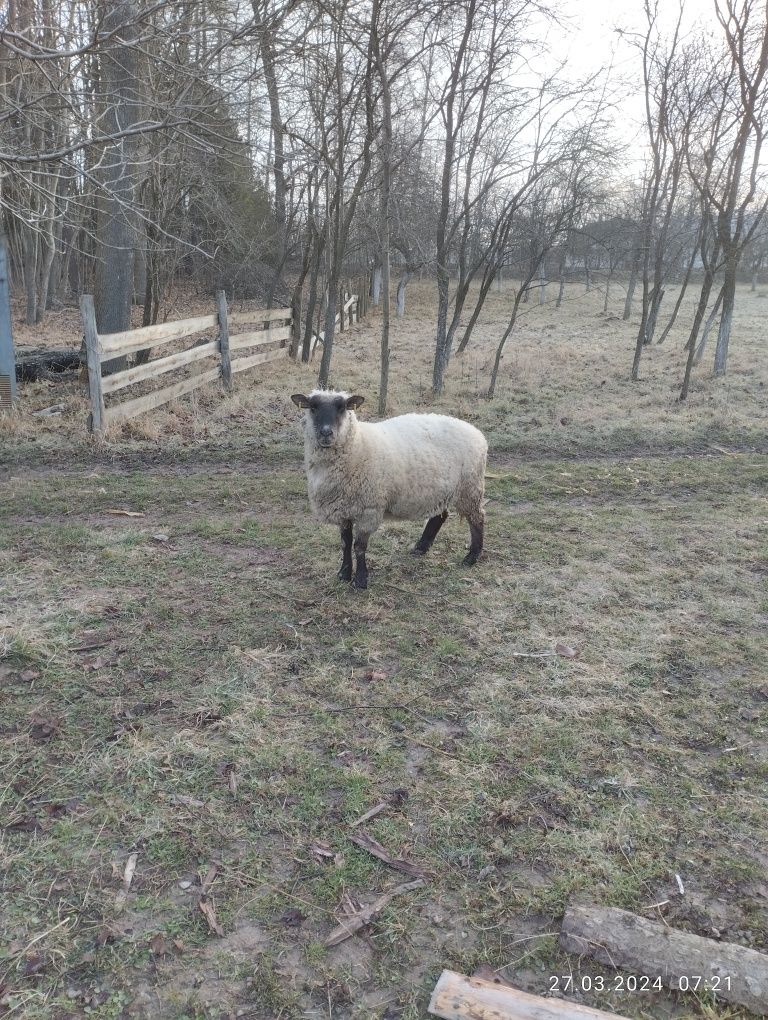 Вівці породи суфолк