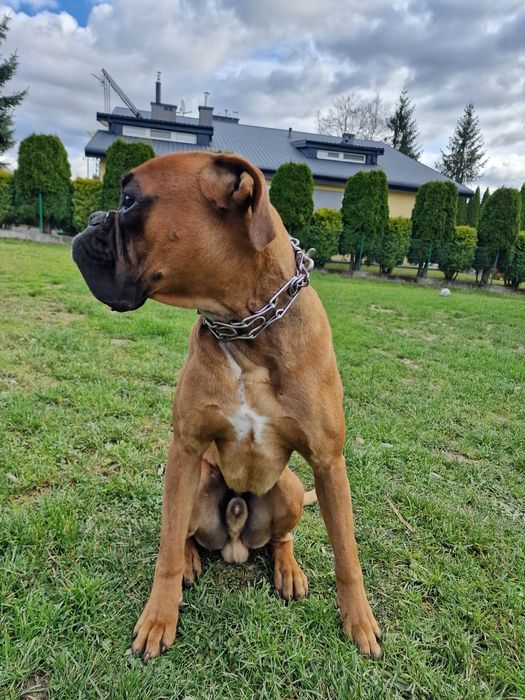 Bokser z rodowodem roczny reprod