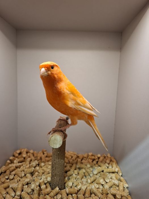 Kanarki czerwone,  samce.