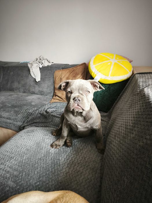 Buldog francuski błękitny jasny