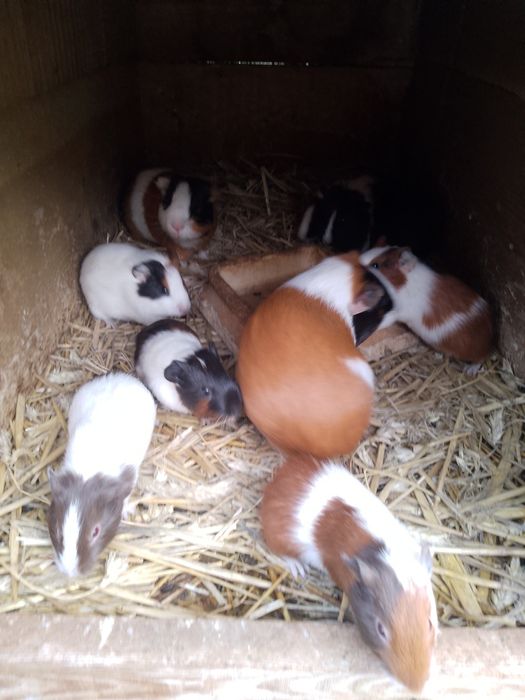 Sprzedam świnki morskie