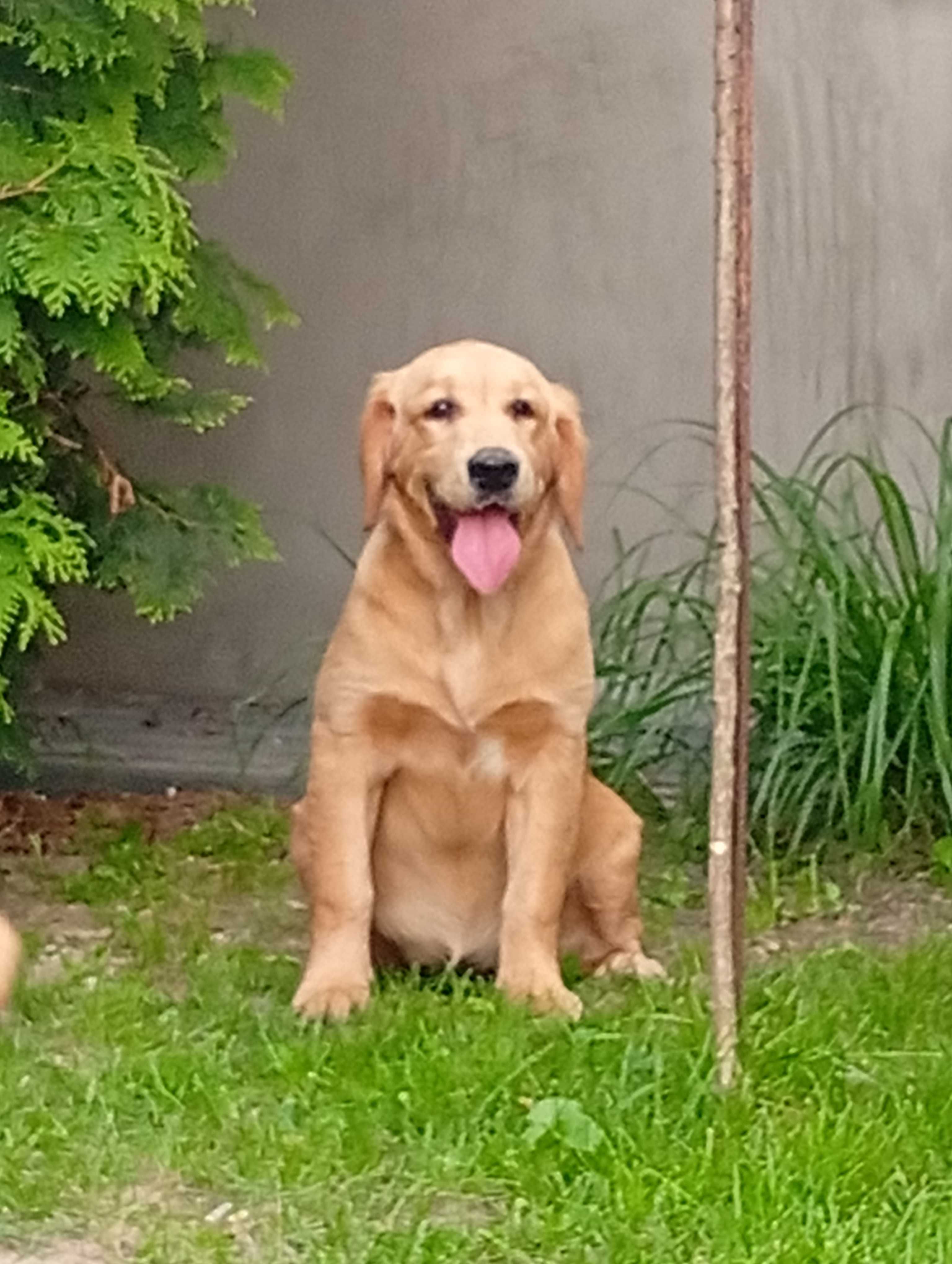 Szczenię golden retriever do odbioru