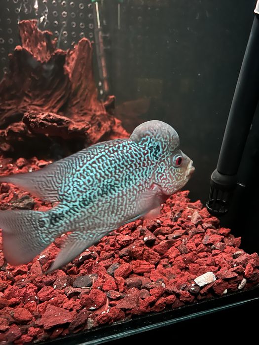 FLOWERHORN KAMFA HIGH