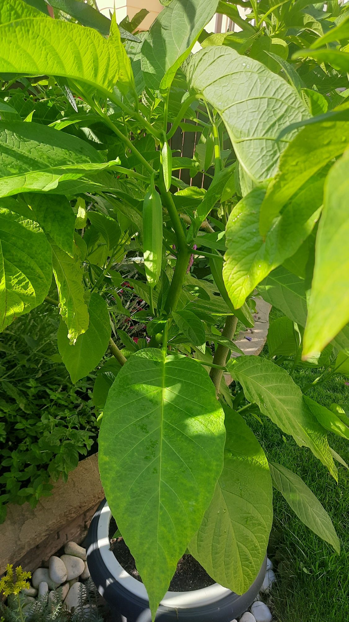 Kwiat datura około 150 cm