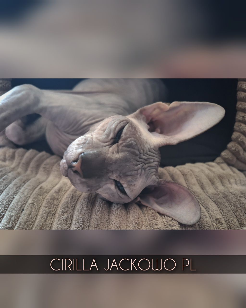 Sfinks Doński/Don Sphynx, CIRILLA - piękna kotka szylkretka, miot C.
