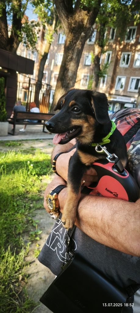 Віддам цуценя в добрі ручки