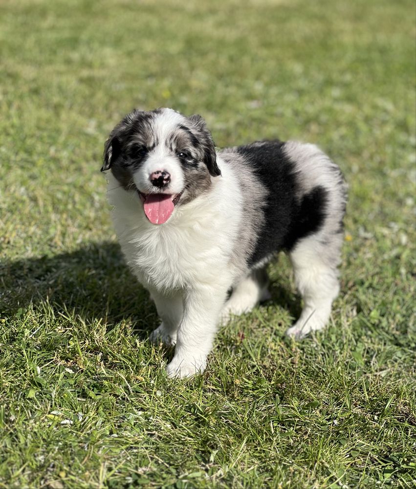 Border Collie - Piesek Blue Merle