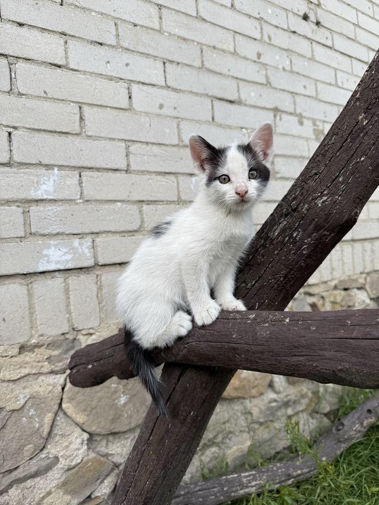 Oddam w dobre ręce dwa kociaki – przyjazne i oswojone