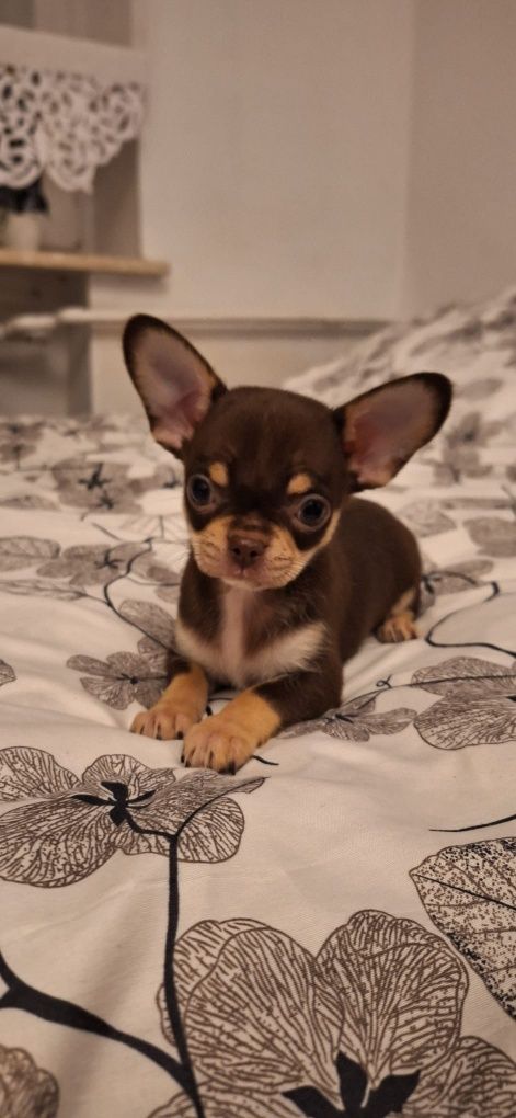 Chihuahua piesek krótko włosa
