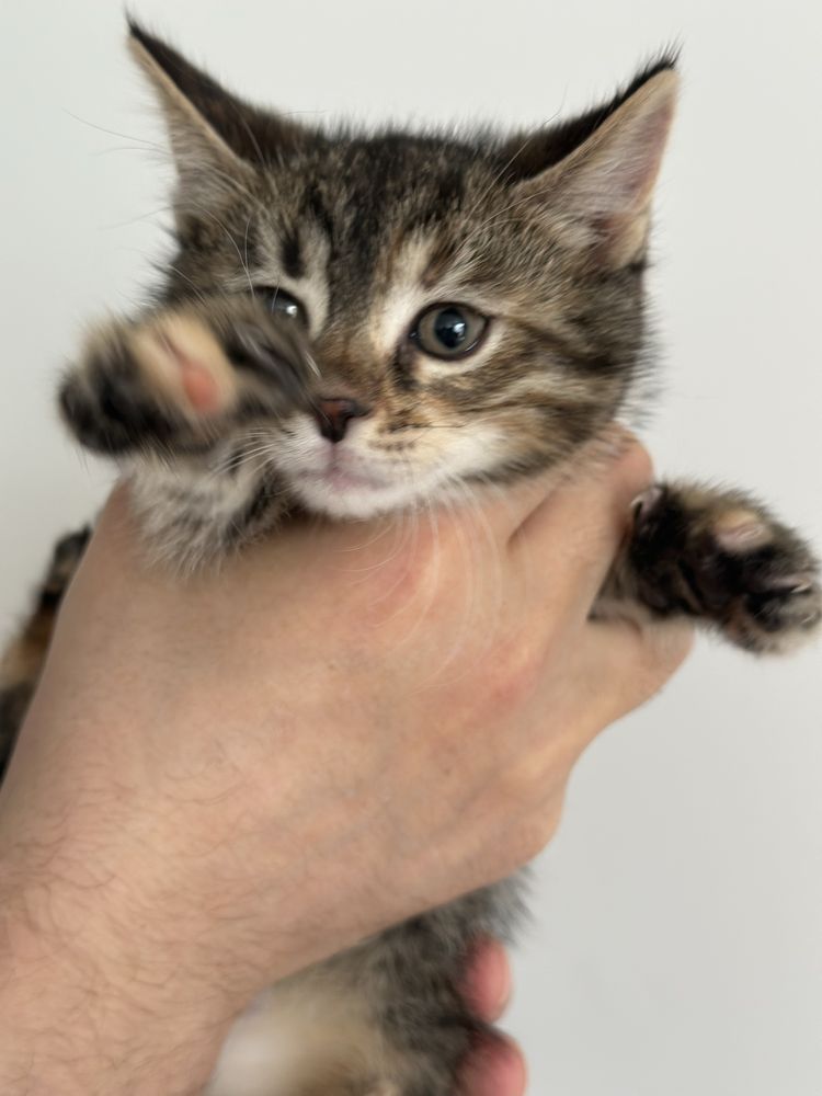 Котята кошенята в добрые руки