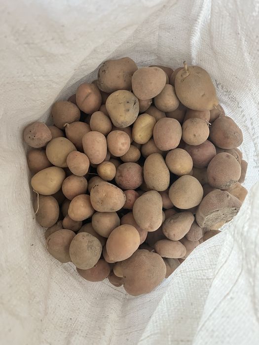 Віддам безкоштовно дрібну картоплю