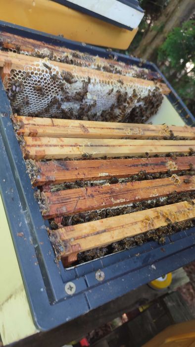 Miód wielokwiatowy, lipowy, leśny oraz rzepakowy z własnych pasiek