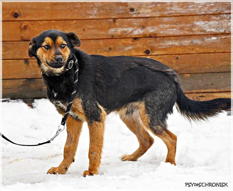 Zefir - odbił się od psiego dna