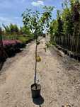 Diospyros 'Cioccolatino', 'Tipo', 'Vaniglia', Kaki, pień 80cm