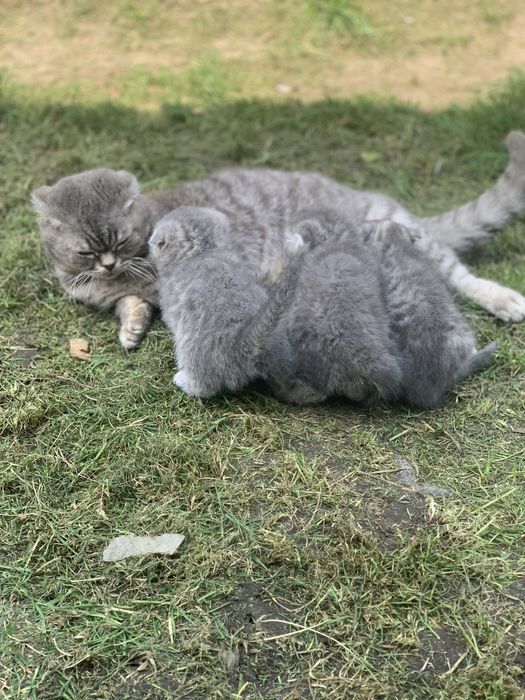 Котики шотландські вісловухі деталі дивіться в описі