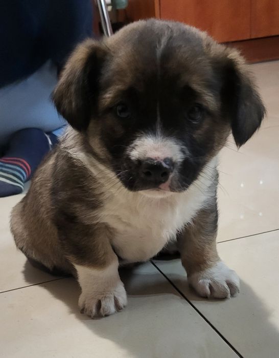 Oddam pieski w dobre ręce.