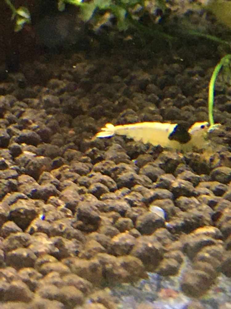 Krewetki caridina PBL ( pure black line)