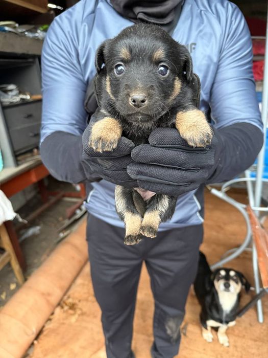 Щенята,(чорні, маленькі) мама є на фото