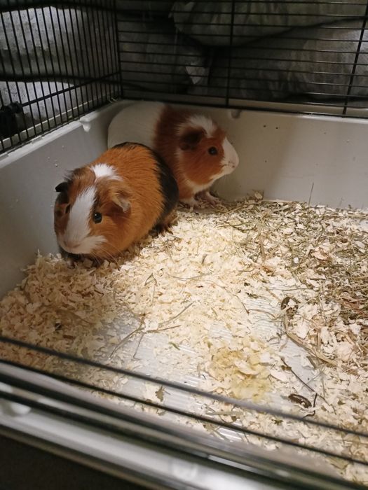 Sprzedam świńki morskie