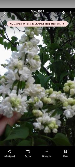 Sprzedam sadzonki bzu szlachetnego