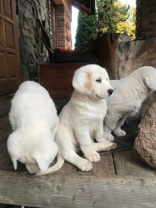 Za darmo owczarki srodkowo azjatyckie  9 tygodniowe