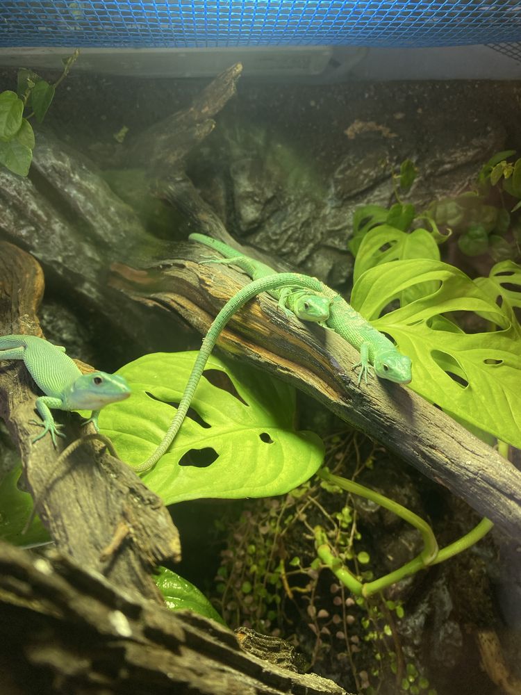 Gastropholis prasina