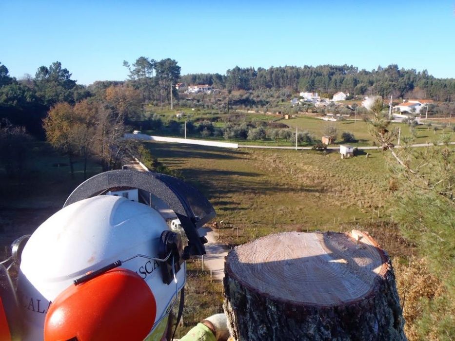 Poda e corte de arvores por acesso em cordas