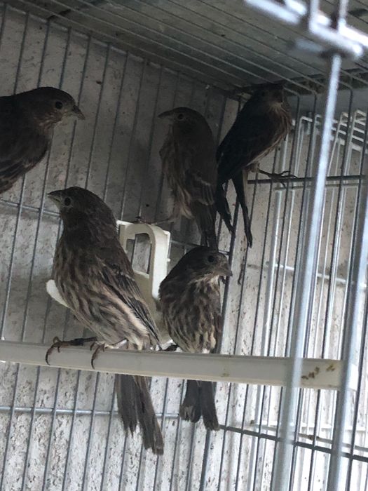 Cardapus mexicanos vários casais deste ano