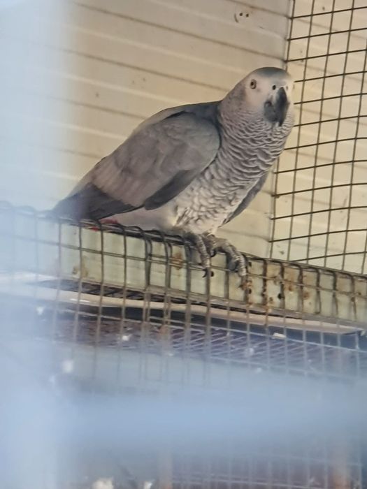 Casal  reprodutor papagaios  cinzentos